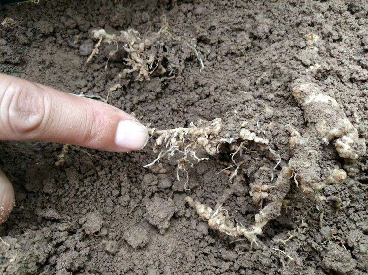 生物防治施药现场