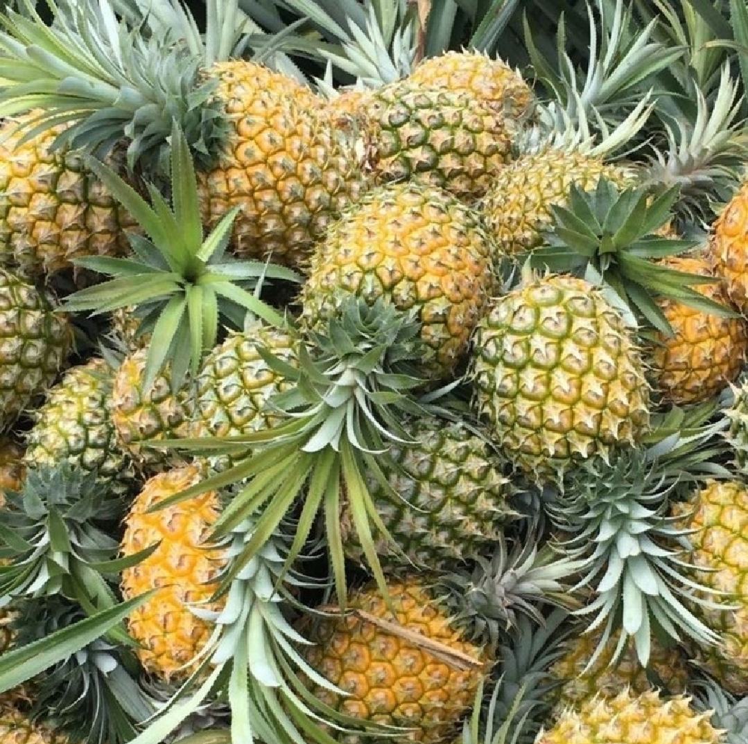 催熟后的成熟菠萝