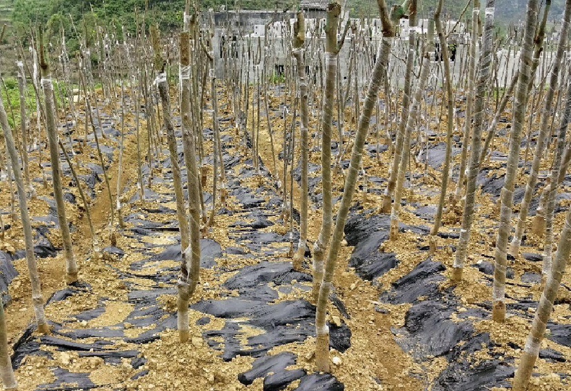 山西吕梁汾阳核桃种植基地航拍图