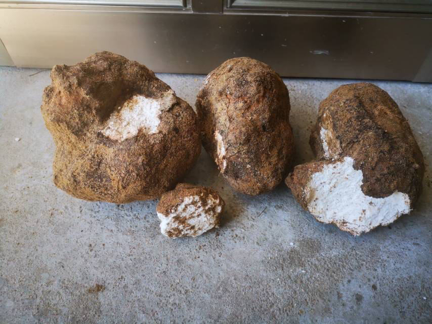 黄芩、茯苓、陈皮实物对比图