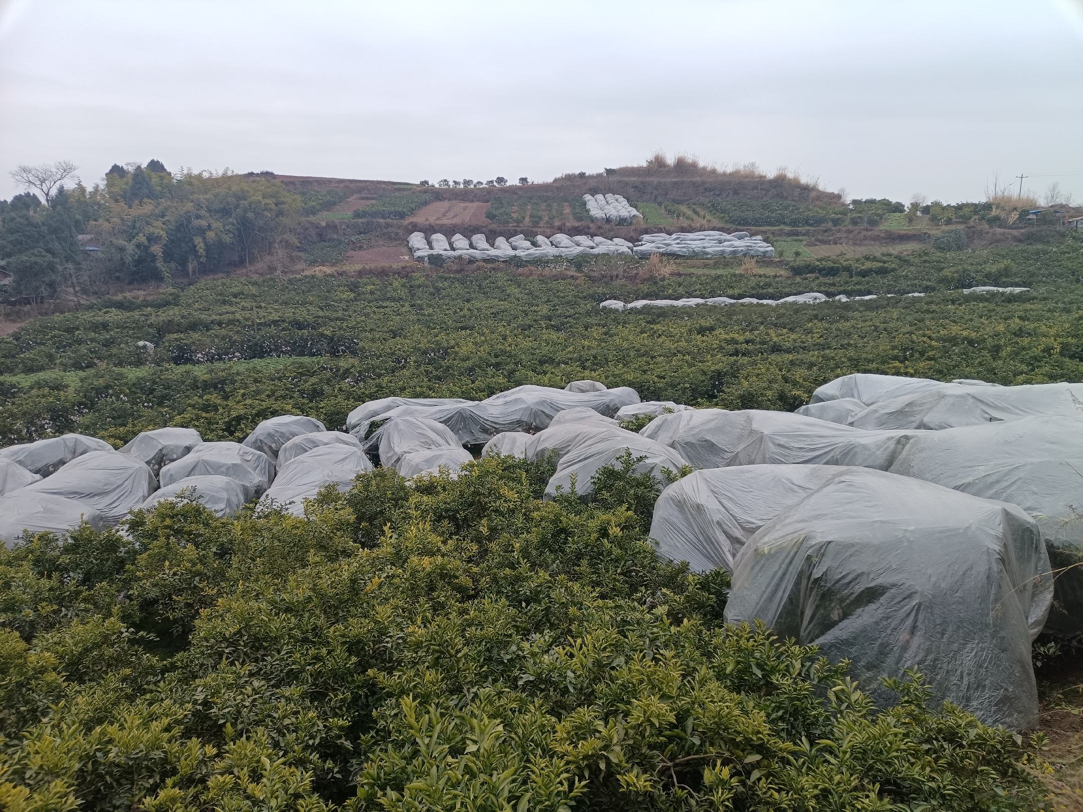 航拍画面展示四川省南部县连片分布的柑桔种植园,地形为缓坡丘陵, rows of citrus trees are neatly arranged, with green canopies forming a continuous canopy. The Jialing River can be faintly seen in the distance, and the orchard is surrounded by rural villages, showcasing an ecological agricultural landscape. 航拍视角下的南部县丘陵地带柑桔园全景