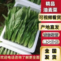 全年供应精品油麦菜产地发货品质保证接商超市场电商