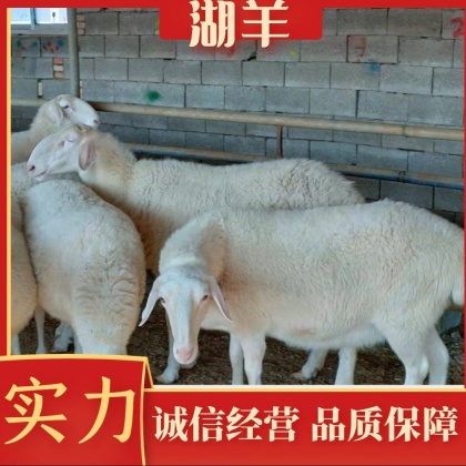 杭州湖羊产地行情