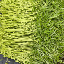 精品青芦蒿