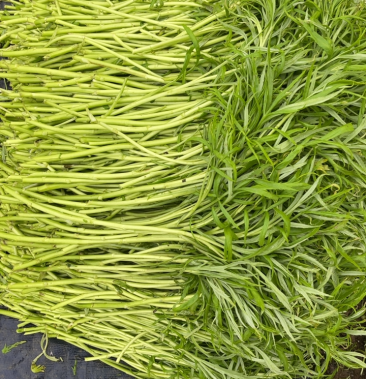 [芦篙批发]精品青芦蒿价格6.00元/斤 - 一亩田
