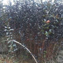 紫薇树苗有当年苗1到12公分，多年育苗基地，欢迎前来考察