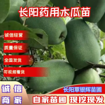 【木瓜苗】湖北木瓜苗无籽皱皮木瓜树苗产地直发欢迎咨询