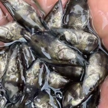 常年出售鳜鱼苗和成品桂鱼