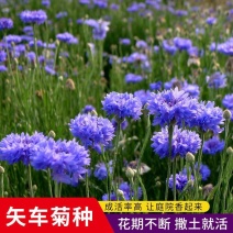 矢车菊种子蓝花矢车菊花种子花海庭院专用野花组合种子