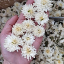 黄山贡菊优质黄山贡菊花茶精选货源质量保障