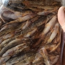 马口白鱼桃花鱼鲤鱼鲫鱼