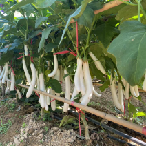 白茄子苗中茄子苗长茄子苗育苗基地直供