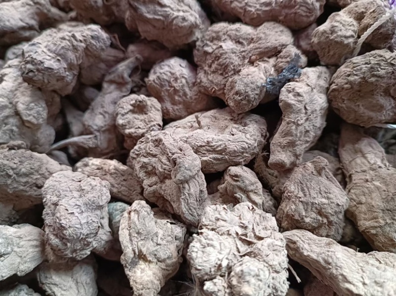 红皮菊芋红皮鬼子姜洋姜干洋姜片菊芋种