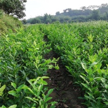 推荐茂名化州柠檬苗现挖现发大量现货质优价廉可谈