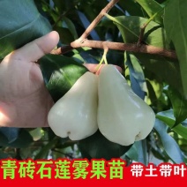 新品种青砖石莲雾苗正品嫁接苗矮化优质苗盆栽地栽四季挂果