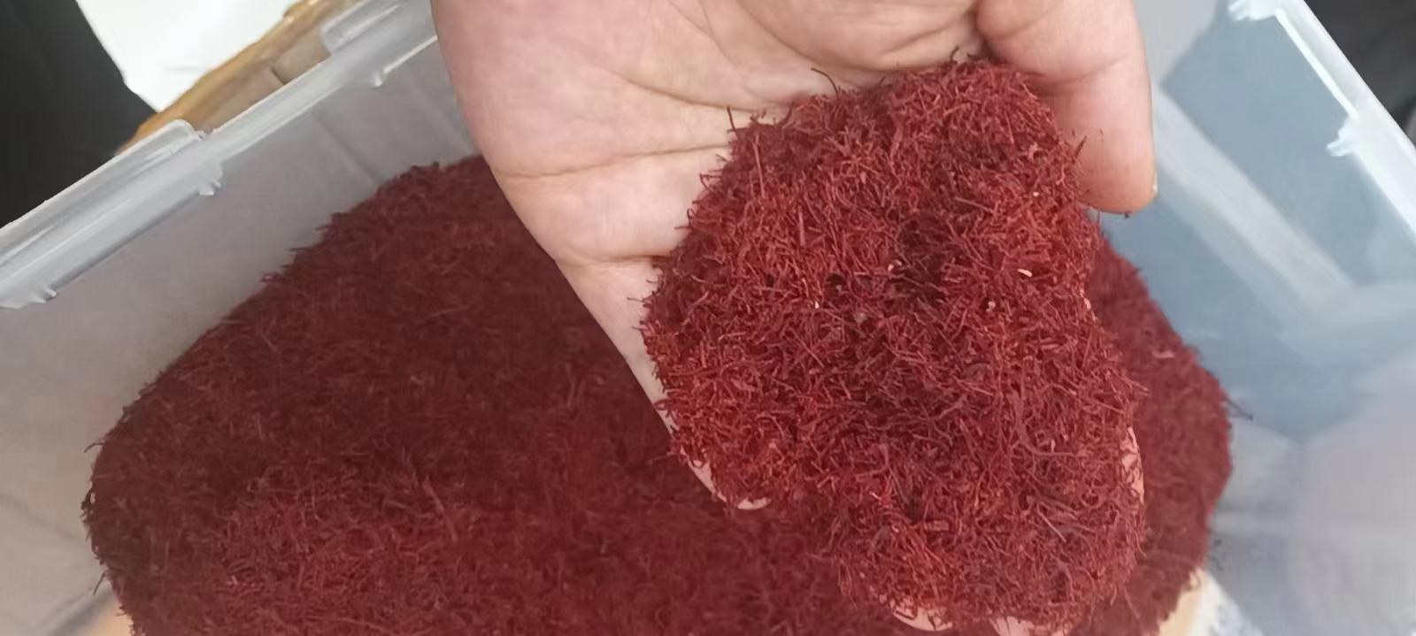 显微镜下的红参组织切片与藏红花柱头结构对比