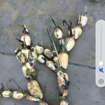【鄂莲6号】湖北鄂莲自家基地一手货源条形好断残按要求装车打包
