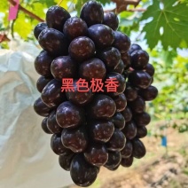 黑色极香葡萄苗，黑钻晴王，浓香纯甜，晚熟大粒，基地直发