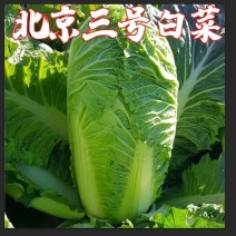北京3号白菜苗夏阳白菜苗秦白2号白菜苗免费技术指导包回收