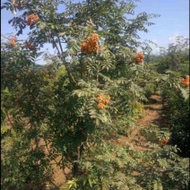 水榆花楸