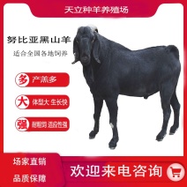 努比亚黑山羊小羊羔活羊种羊种母羊种公羊