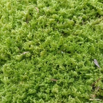草坪，苔藓