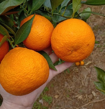 [黄果柑批发]石棉黄果柑市场货价格1.00元/斤 - 一亩田