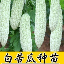 白苦瓜苗白皮苦瓜苗嫁接苗白苦瓜种苗免费技术指导包回收