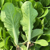 精品快菜小中颗奶白菜每天大量供应毛白菜曹县种植基地