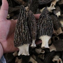 【厂家直供品质好货】羊肚菌羊肚菌原产地云南大量批发