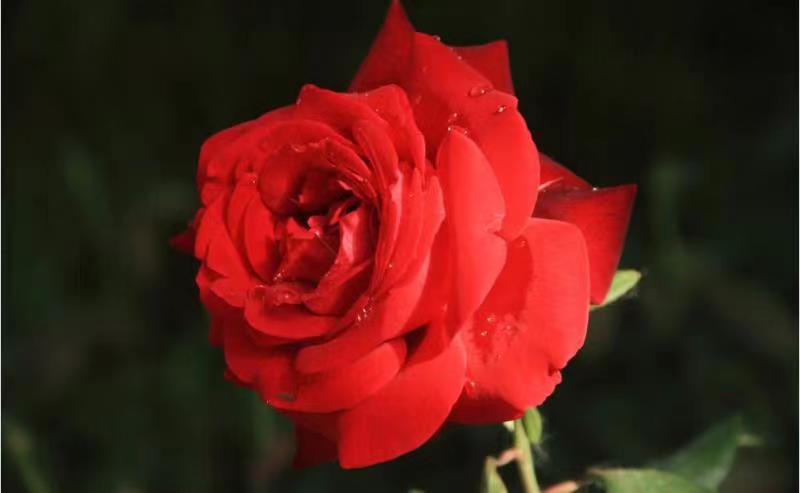 大花月季盛开特写