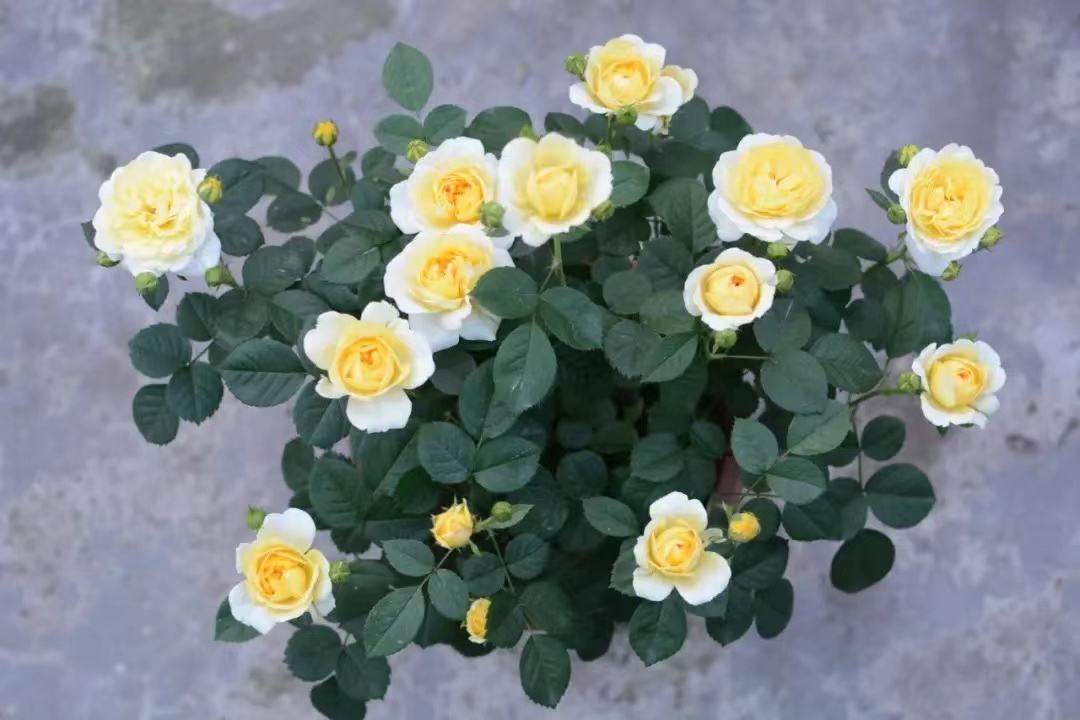 节日花坛中用黄色月季大花浓香装饰的图案,色彩明快,气氛热烈 黄色月季大花浓香用于节日花坛布置,营造出喜庆氛围