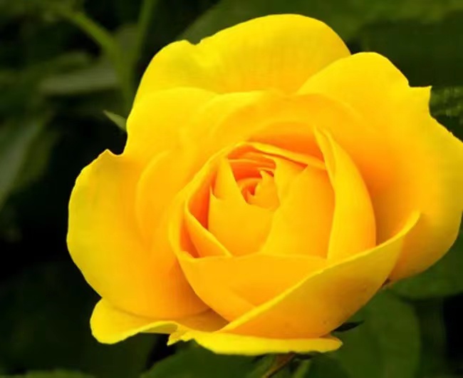 大花月季盛开特写