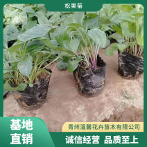 松果菊