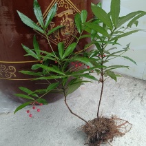 八爪金龙、八爪龙、八爪根、铁雨伞、高八爪、开喉箭