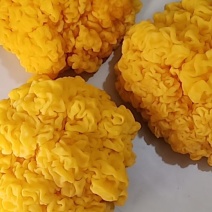 金耳菌