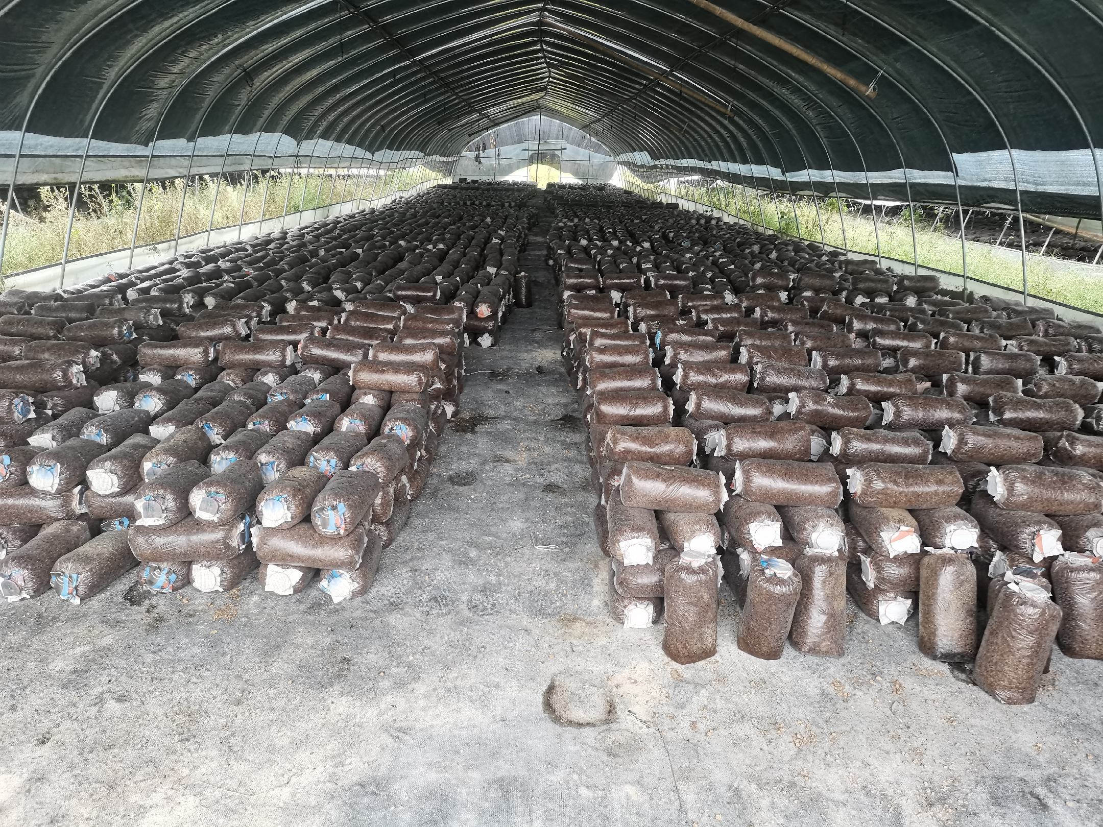 家庭种植平菇场景