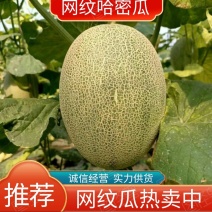 【推荐】山东网纹瓜哈密瓜大量有货欢迎全国客户订购