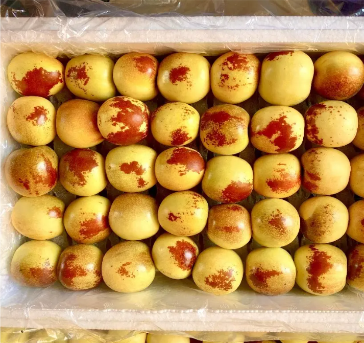 冬枣疏果操作示意图