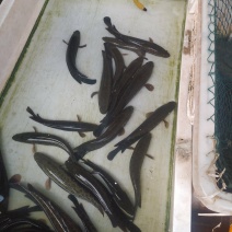 土财鱼土鲶鱼