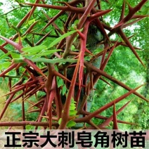 皂角苗大刺皂角苗药用皂角苗一年皂角苗