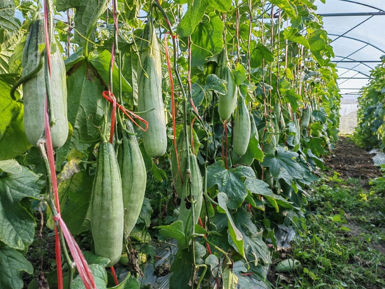 羊角蜜甜瓜亩栽多少棵及种植技术详解