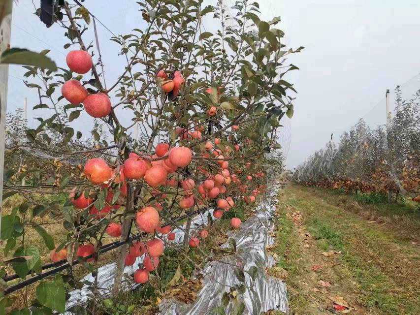 美国苹果果园机械化采摘场景