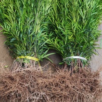 大量供应罗汉松树苗，中叶罗汉松小苗1-3年苗