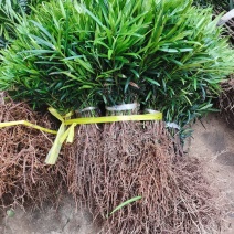 批发罗汉松树苗占地罗汉松树苗1-3年生罗汉松苗