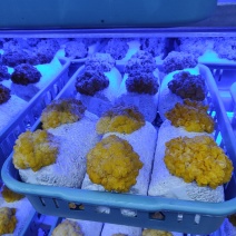 食用菌