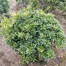 海桐树苗庭院行道四季常青绿化植物浓香海桐小苗绿篱笆围墙海