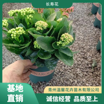 长寿花