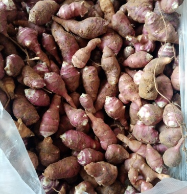 [菊芋批发]红果菊芋寻采购价格1.10元/斤 - 一亩田