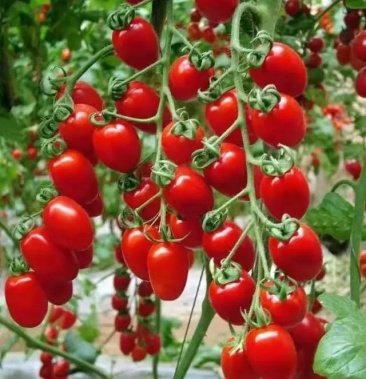 [沙枣批发]小洋枣基地,碱性地.价格7.00元/斤 - 一亩田